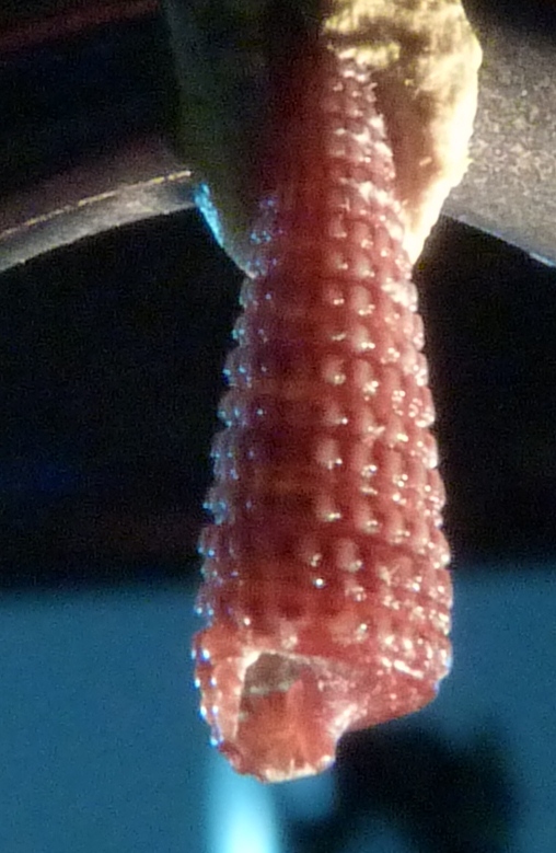 Triphoridae Marshallora adversa ?